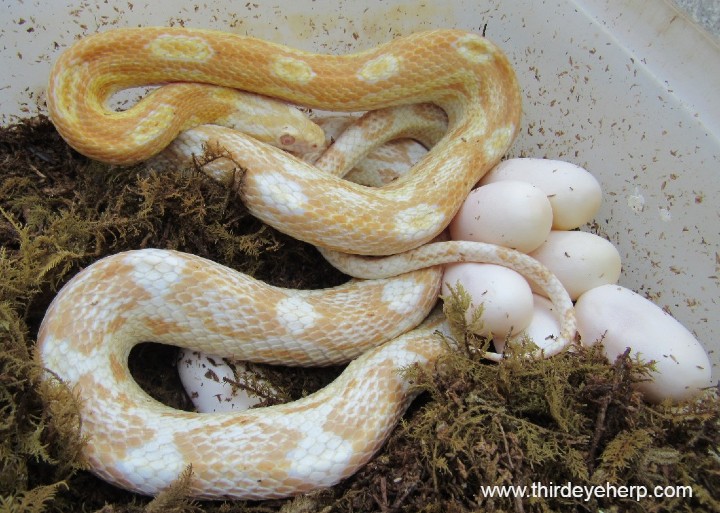 Butter Corn Snake